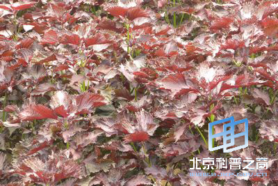 身边植物紫苏