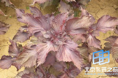 身边植物紫苏