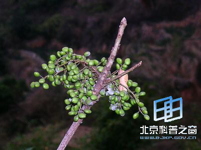 可观不可动的植物野漆