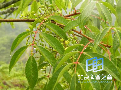 可观不可动的植物野漆