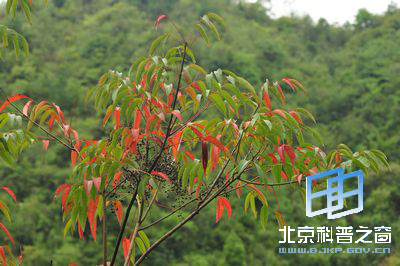 可观不可动的植物野漆
