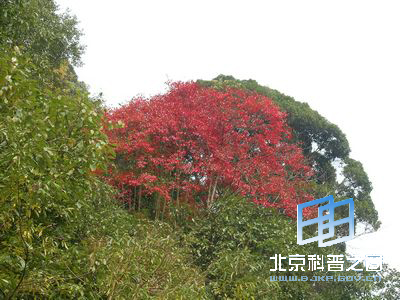 可观不可动的植物野漆