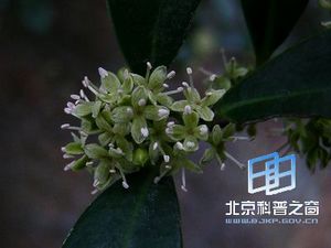 酸藤子的由来