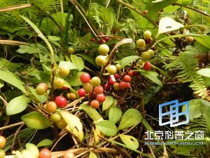 酸藤子的由来