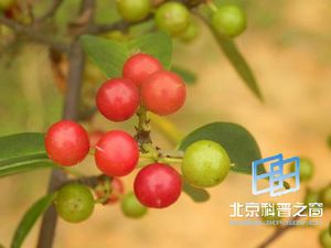 酸藤子的由来