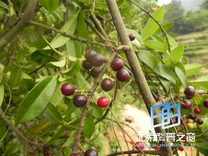 酸藤子的由来