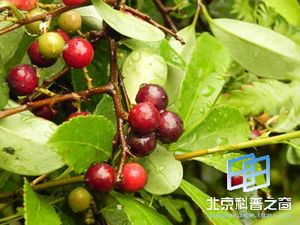 酸藤子的由来