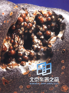 似石榴的文石晶体(图)