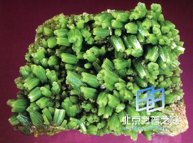 貌似芹菜的磷氯铅矿晶体(图)