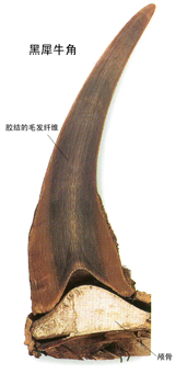 别有洞天的角(图)