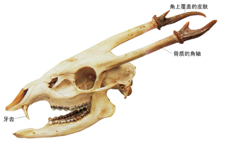 别有洞天的角(图)