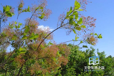 �������ͼ