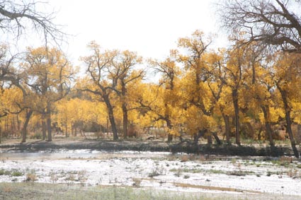永远的额济纳,不朽的胡杨林(三)