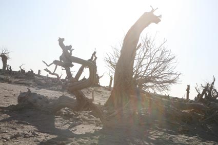 永远的额济纳,不朽的胡杨林(一)