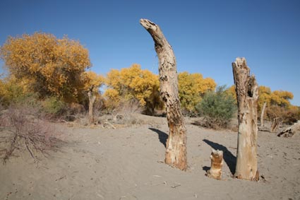 永远的额济纳,不朽的胡杨林(三)