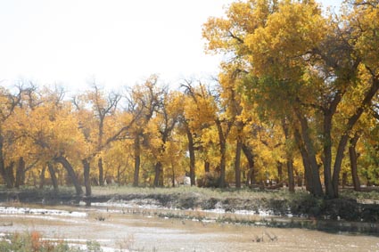 永远的额济纳,不朽的胡杨林(三)
