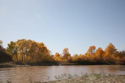 永远的额济纳,不朽的胡杨林(三)
