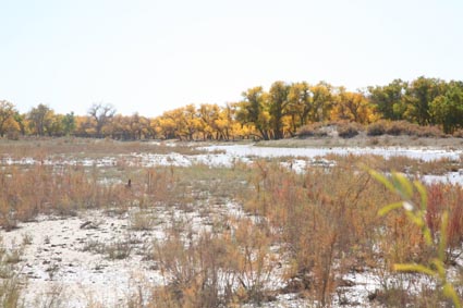 永远的额济纳,不朽的胡杨林(三)