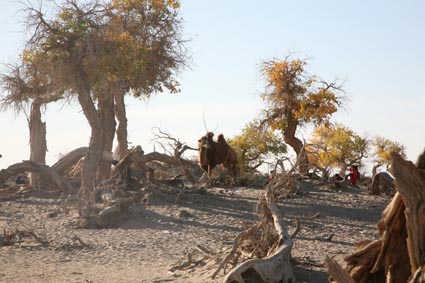 永远的额济纳,不朽的胡杨林(一)