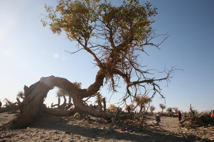永远的额济纳,不朽的胡杨林(一)