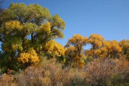 永远的额济纳,不朽的胡杨林(三)