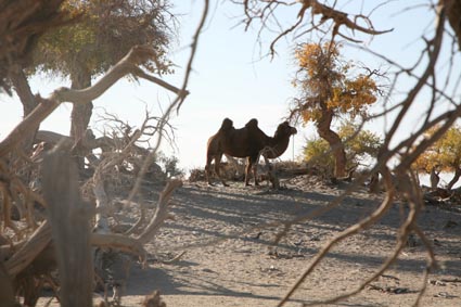 永远的额济纳,不朽的胡杨林(一)