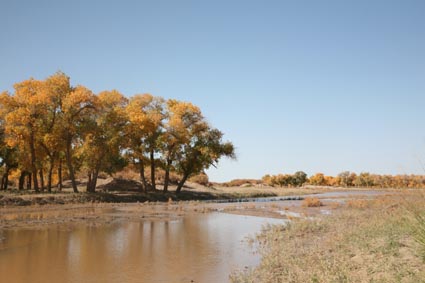 永远的额济纳,不朽的胡杨林(三)