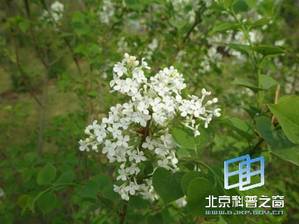 宁夏行系列之六:光明广场和中山公园