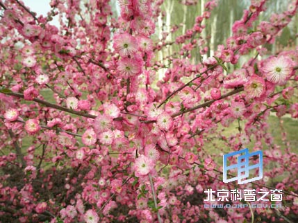 宁夏行系列之六:光明广场和中山公园