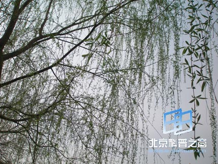 宁夏行系列之六:光明广场和中山公园