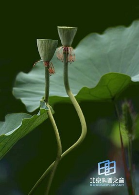 ͼ