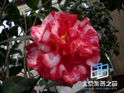 Ѥ˵Ĳ軨