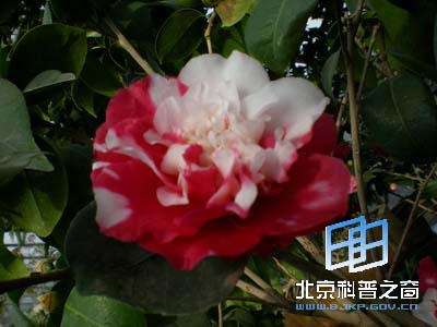 Ѥ˵Ĳ軨