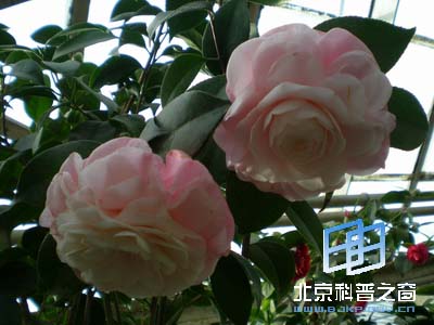 Ѥ˵Ĳ軨
