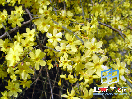 陶然春色(二)