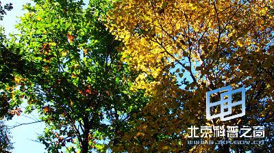秋游百花山