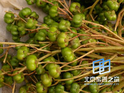 有缘的水同木与水东哥