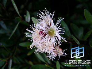 家乡植物-赤楠