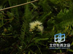 家乡植物-赤楠