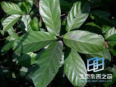 有缘的水同木与水东哥