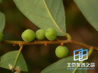 困惑四年的--土蜜树
