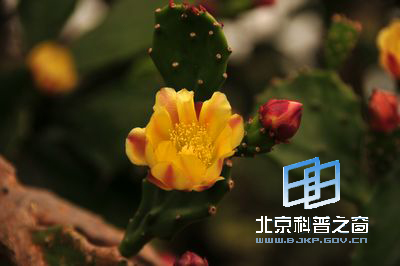 生命力顽强的仙人掌