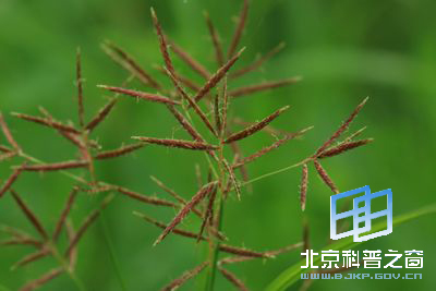 香鼠也是香附子