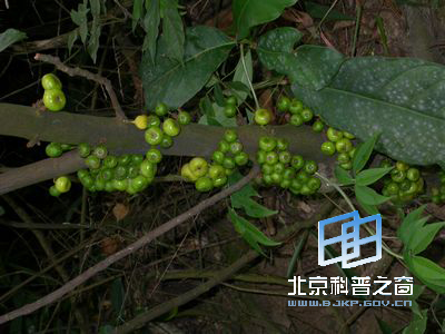有缘的水同木与水东哥