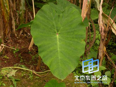 与番薯齐名的芋
