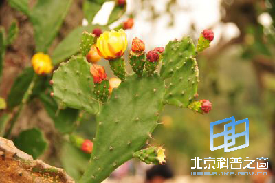 生命力顽强的仙人掌