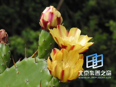 生命力顽强的仙人掌