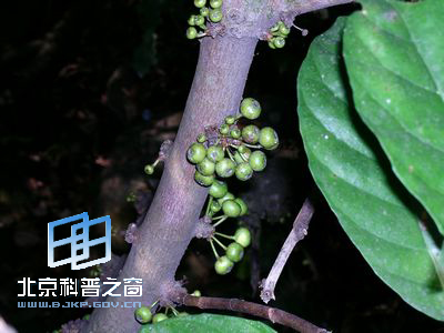 有缘的水同木与水东哥
