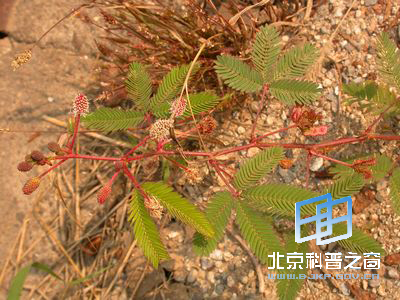 儿时的含羞草