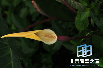 与番薯齐名的芋
